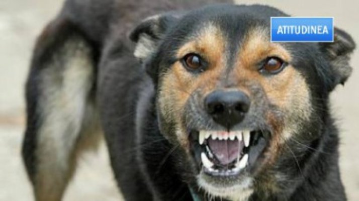 Aventurile unei nemţoaice muşcată de câini la Constanţa: la 70 de ani, au trimis-o să urmărească maidanezul!